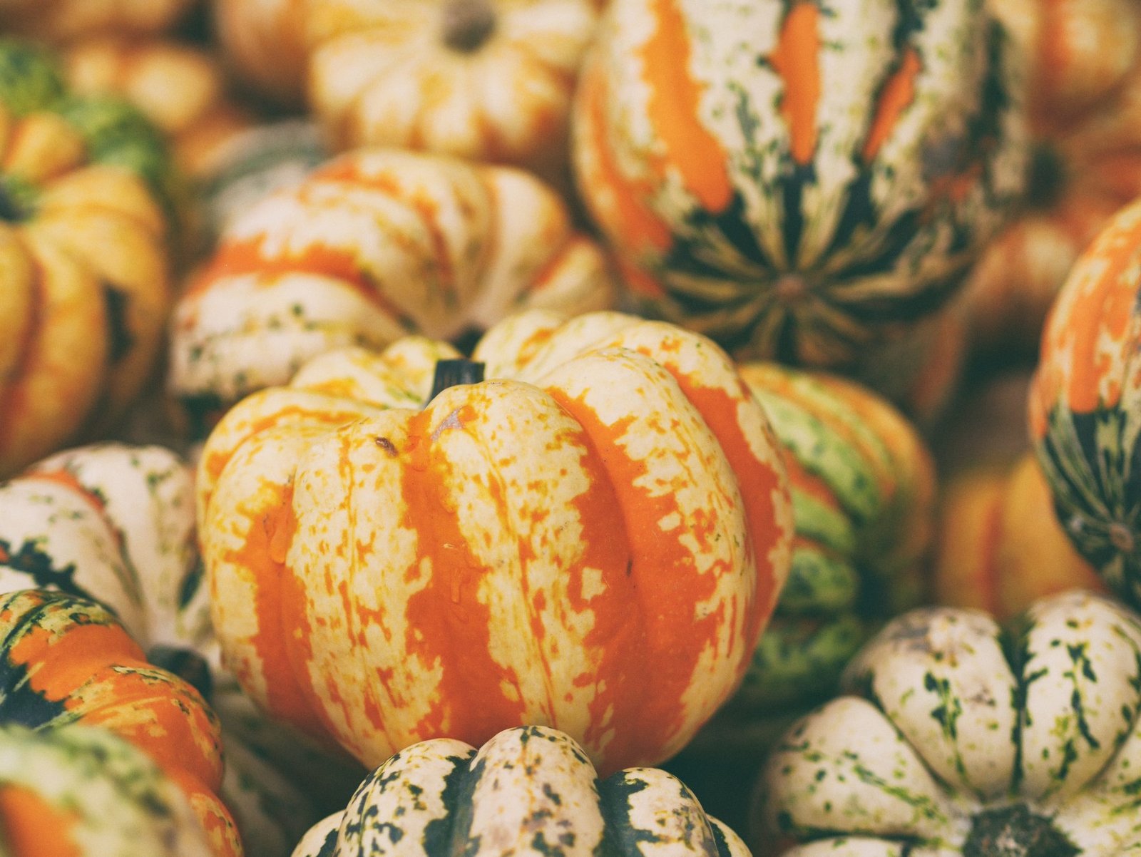 Free Thanksgiving Printables - She Tried What